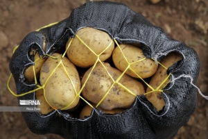 معاون وزارت جهاد کشاورزی: