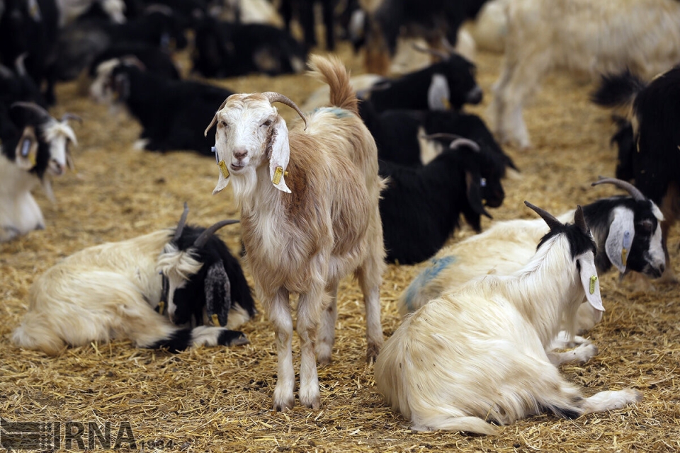 معاون موسسه تحقیقات علوم دامی کشور خبر داد: