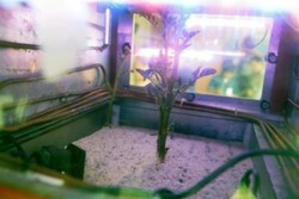 کشت موفقیت آمیز سیب زمینی در محیط شبیه سازی شده مریخ