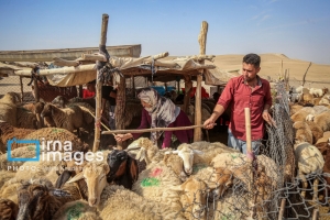 تولید ۴۰ درصد گوشت قرمز توسط دامداری های کوچک&zwnj;مقیاس در کشور