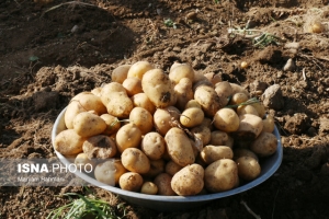 قیمت سیب زمینی&zwnj;های واردتی چند؟